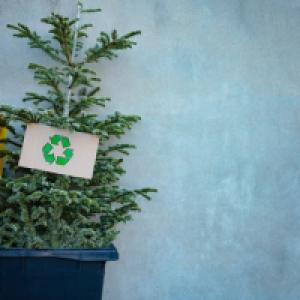 Gli sprechi del Natale, gli alberi e i rifiuti della lavorazione del legno