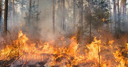 Bonifica post-incendio