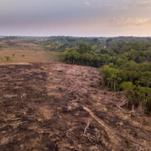 L’Amazzonia, il polmone verde del mondo sta morendo