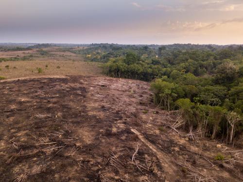 L’Amazzonia, il polmone verde del mondo sta morendo