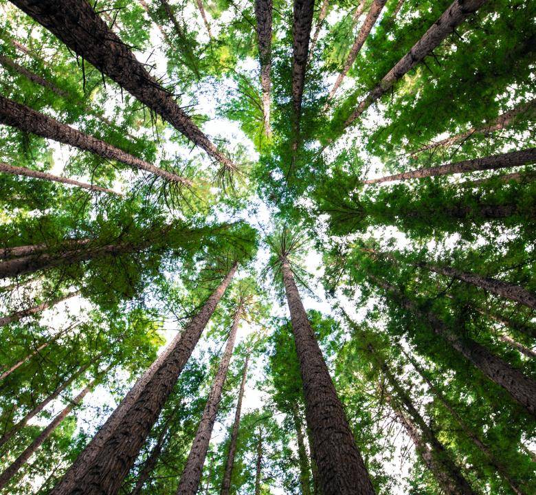 Gli alberi, preziosi alleati per il benessere del pianeta