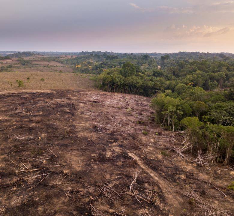 L’Amazzonia, il polmone verde del mondo sta morendo